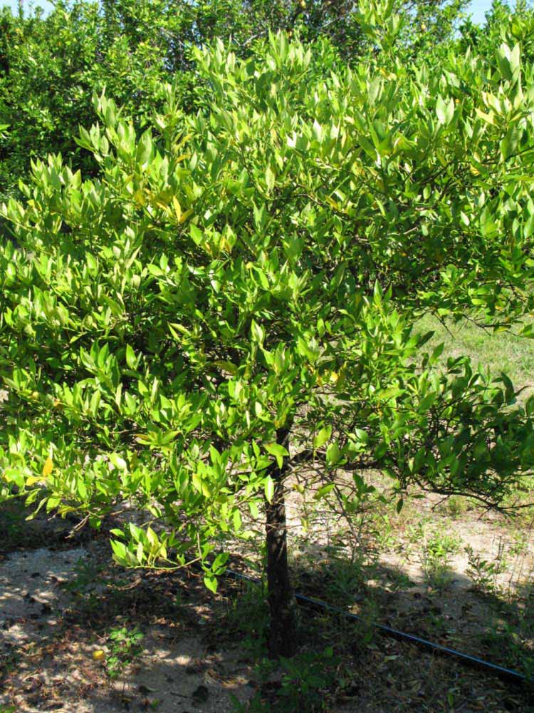            Habit (Winter Haven, FL)   